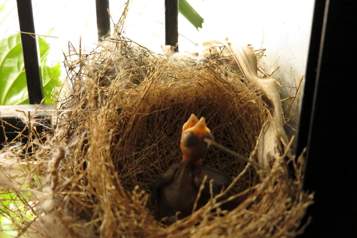 屋主從室內隔著玻璃窗能清楚看到親鳥築巢育雛。高維奇/攝