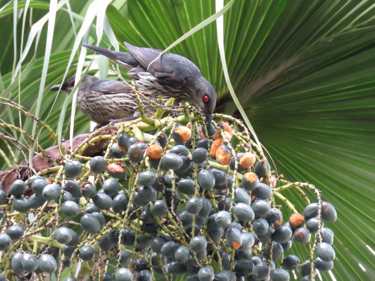 椰棗的果實也是鳥類的食物。高維奇/攝