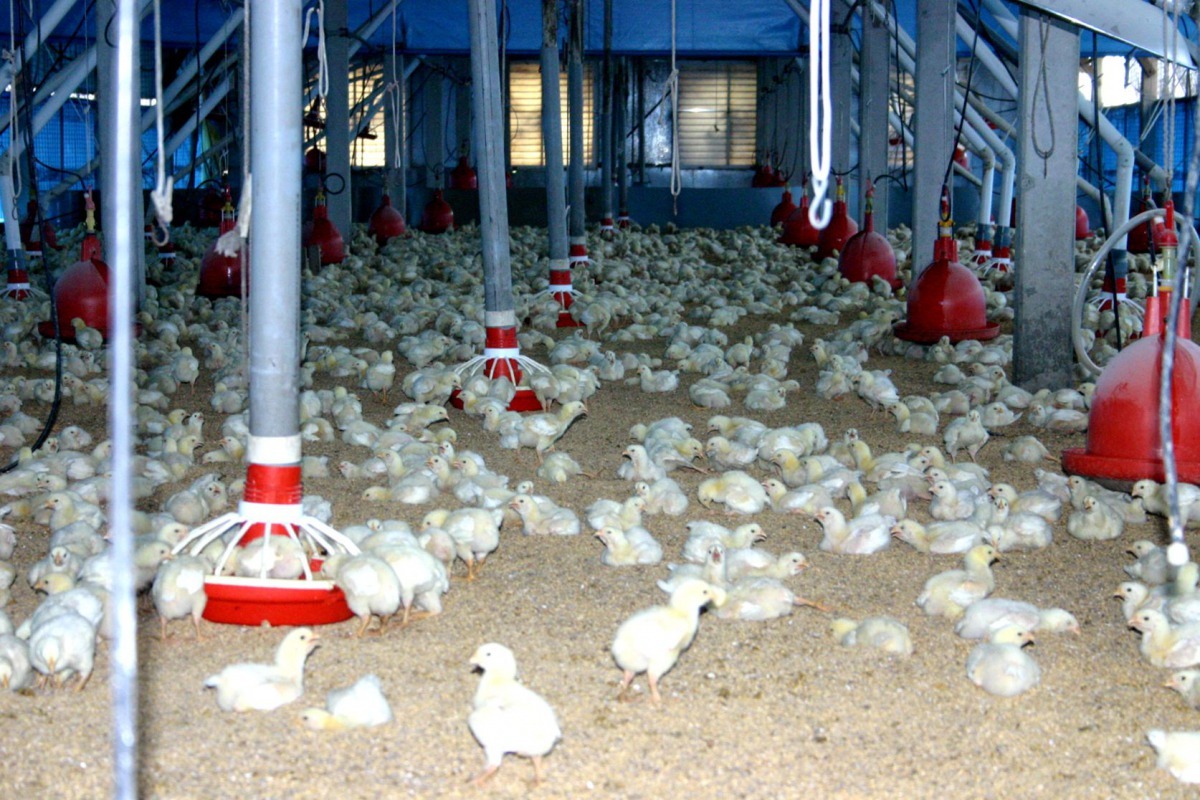 雨季來臨使禽舍內濕度上升，容易有墊料潮濕及飼料發霉等問題發生。高維奇／攝