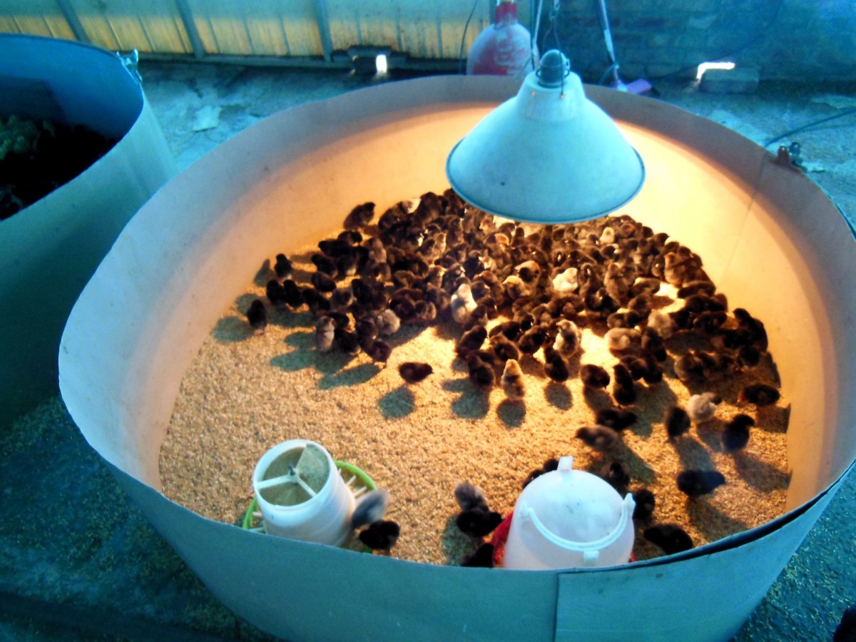 動保處呼籲養禽業者應注意禽舍通風及保溫。圖／台南市動保處提供