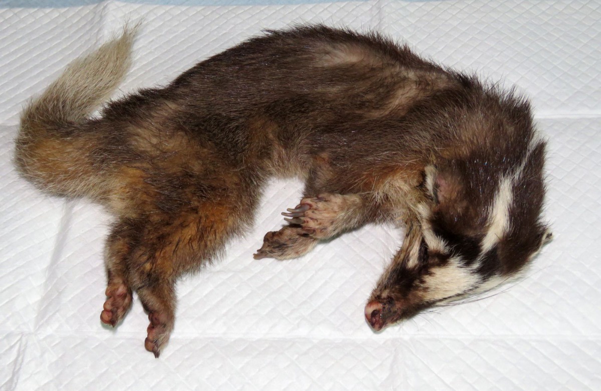 南投縣鹿谷鄉日前發生一起染狂太病鼬獾咬人事件。(示意圖)台灣動物新聞網資料畫面 高維奇/攝