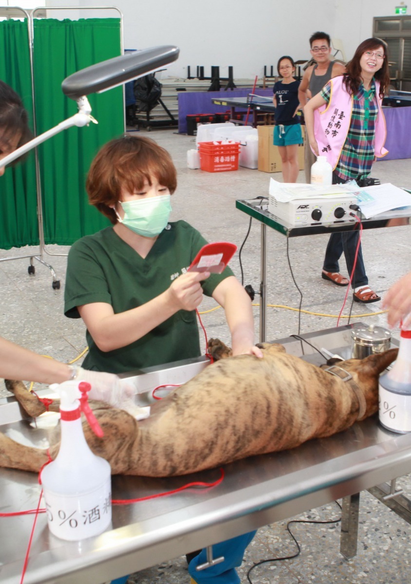 簡肇儀曾協助台南市動保處的家犬結紮三合一活動。高維奇/攝