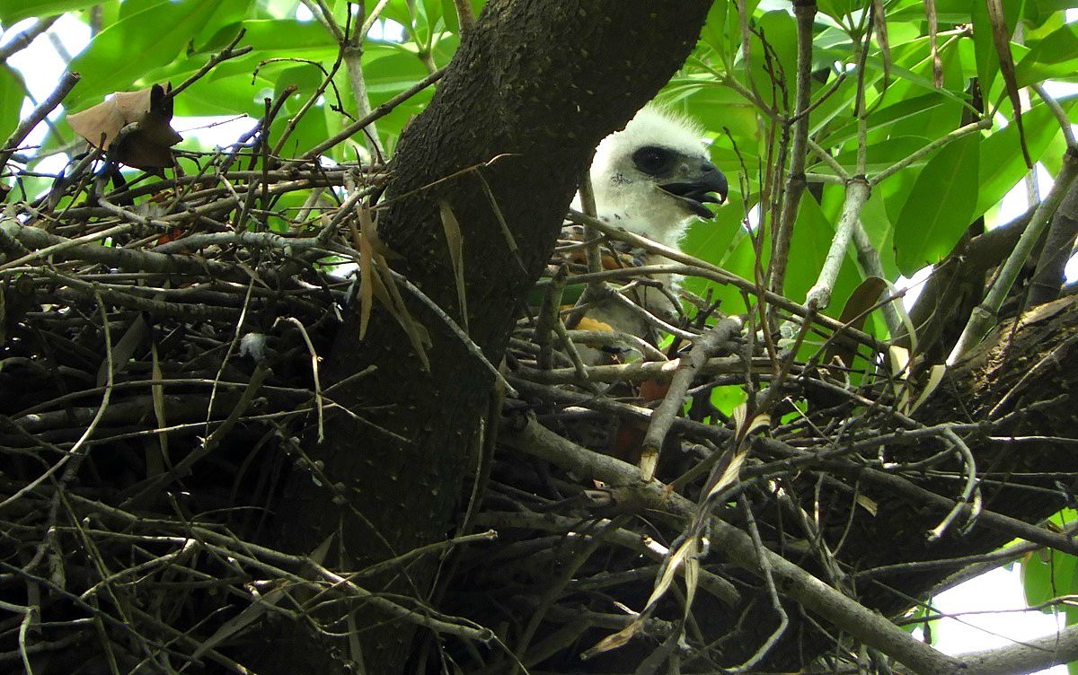 鳳頭蒼鷹的蛋或幼雛常被松鼠吃掉。圖／鄭惠陽提供