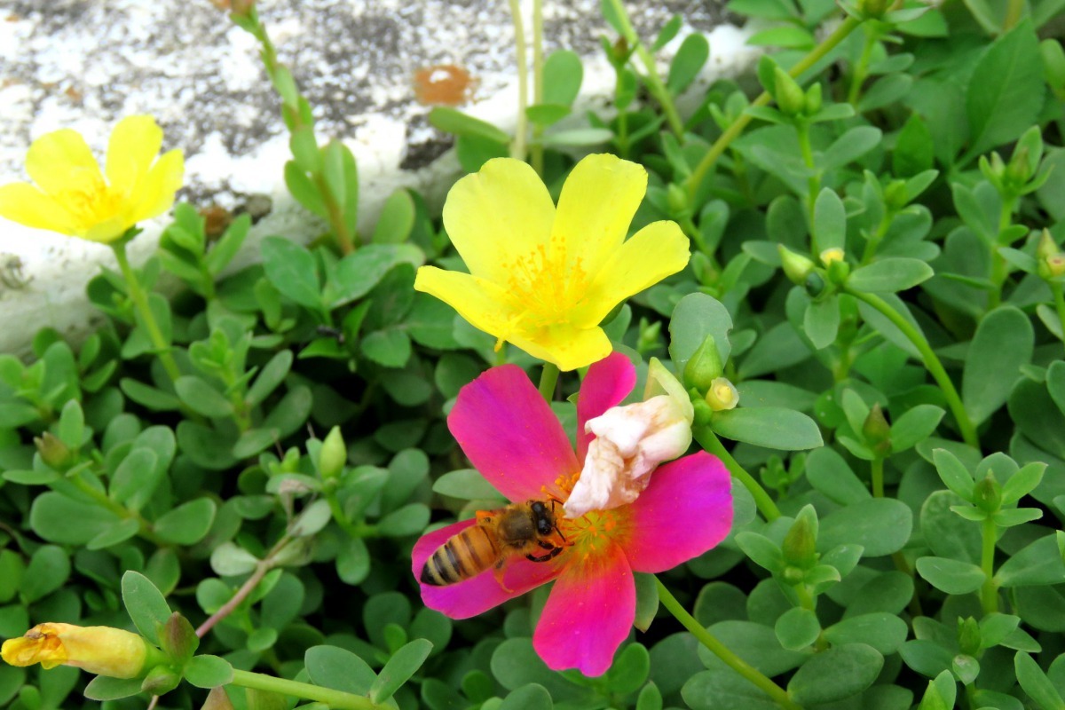 馬齒牡丹是容易栽種的夏季蜜源草花。高維奇／攝