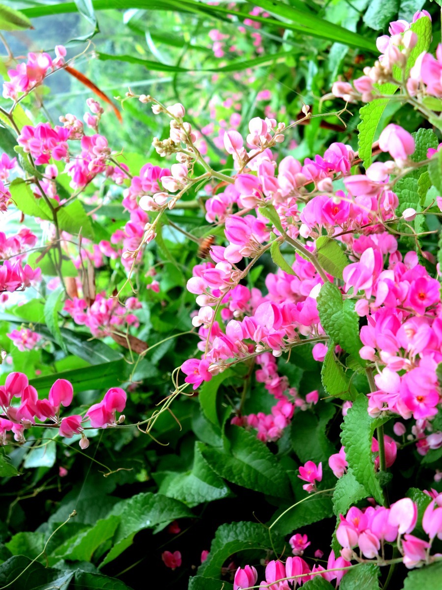 花朵粉紅的珊瑚藤也是極佳的蜜源植物。高維奇／攝