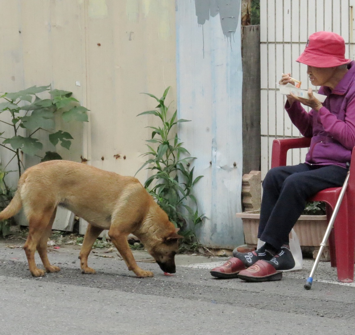 社區的老人吃飯時不忘餵食流浪狗。高維奇/攝