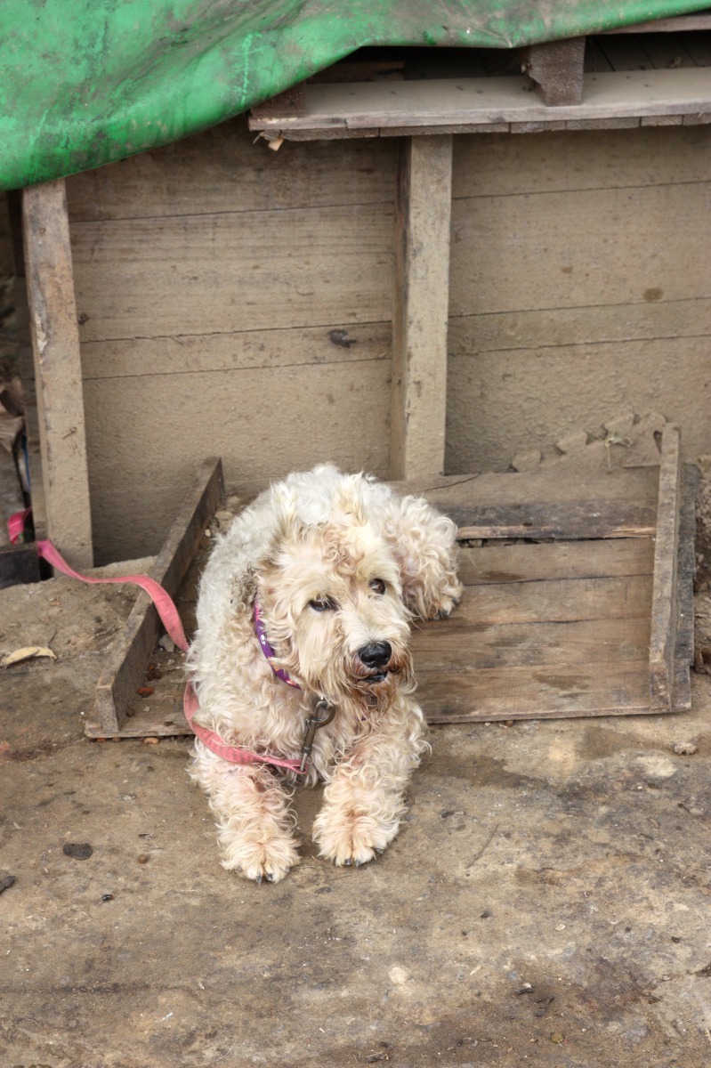 老榮民身後留下的愛犬，好幾天不吃不喝。高維奇/攝