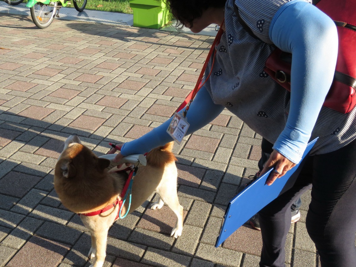 為落實犬隻源頭管理，台南市加強寵物稽查活動。高維奇/攝