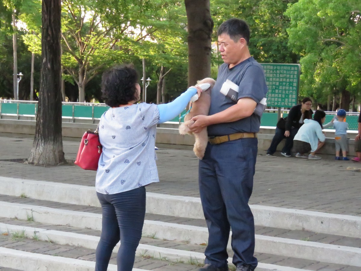 在公共場所遛狗的飼主，大都能主動配合查核。高維奇/攝