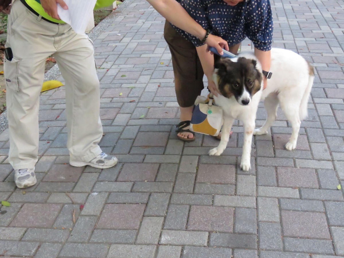 今年更加入免絕育申報之查核。高維奇/攝