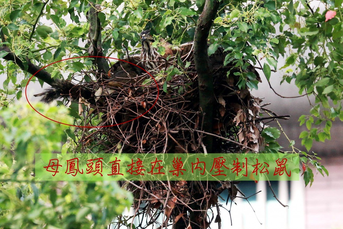 圖／Hsinyu  Chou提供