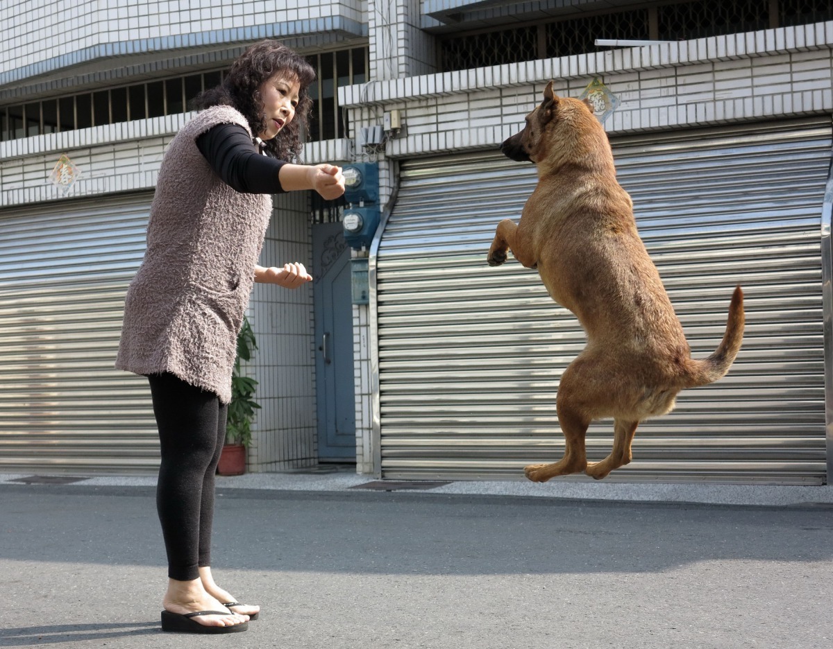 無論是自己家中的毛寶貝，或是路邊的流浪狗，都是最佳模特兒。高維奇/攝