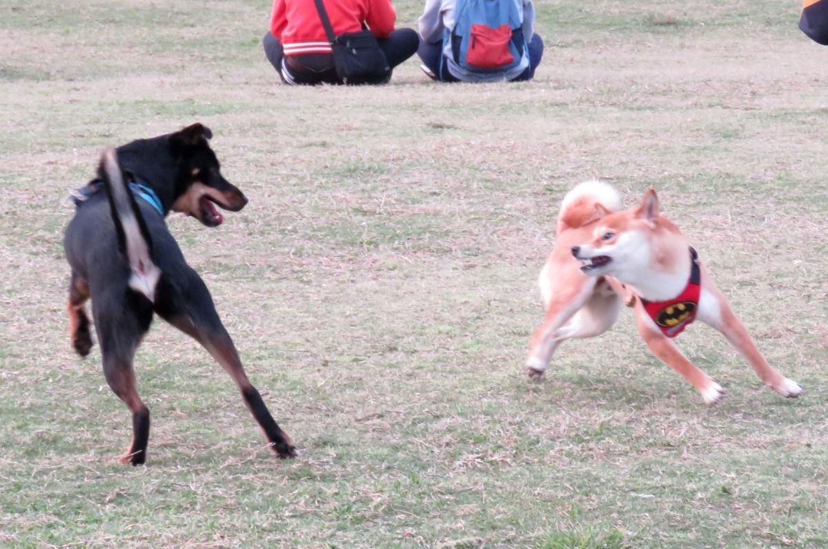 台南市安平林默娘公園堪稱毛孩大觀園，是繪畫取材的最佳地點。高維奇/攝