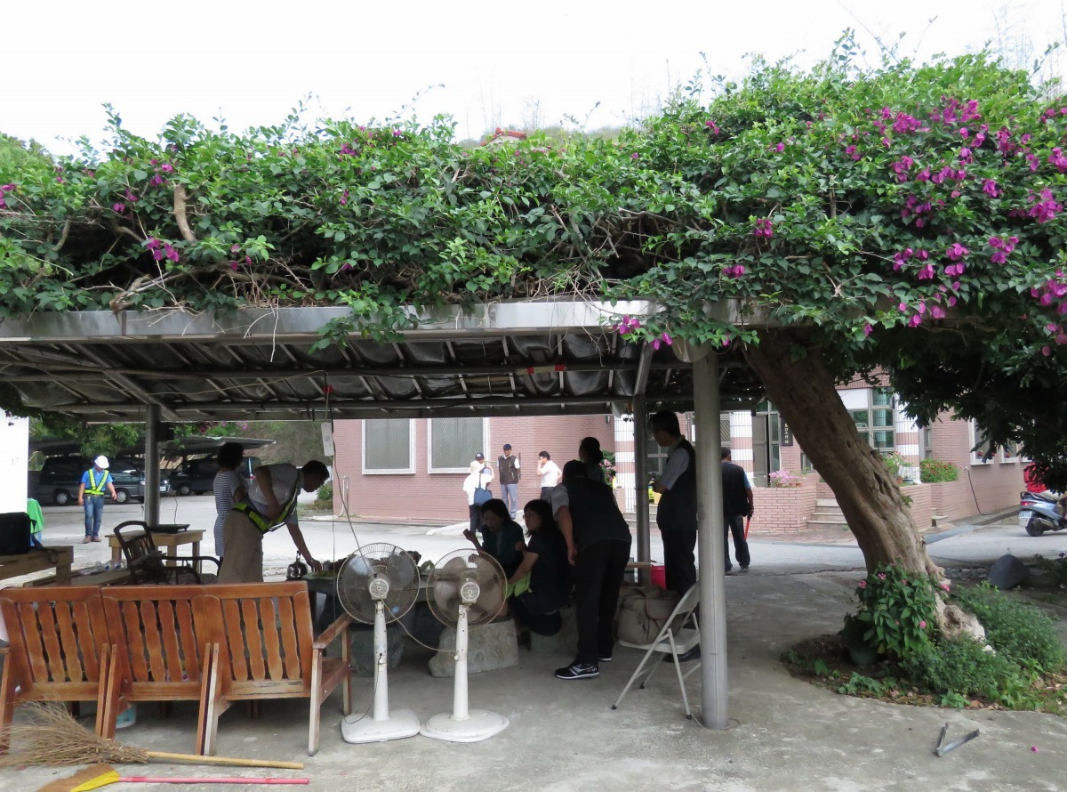 將近90高齡的九重葛枝葉仍茂密。高維奇/攝