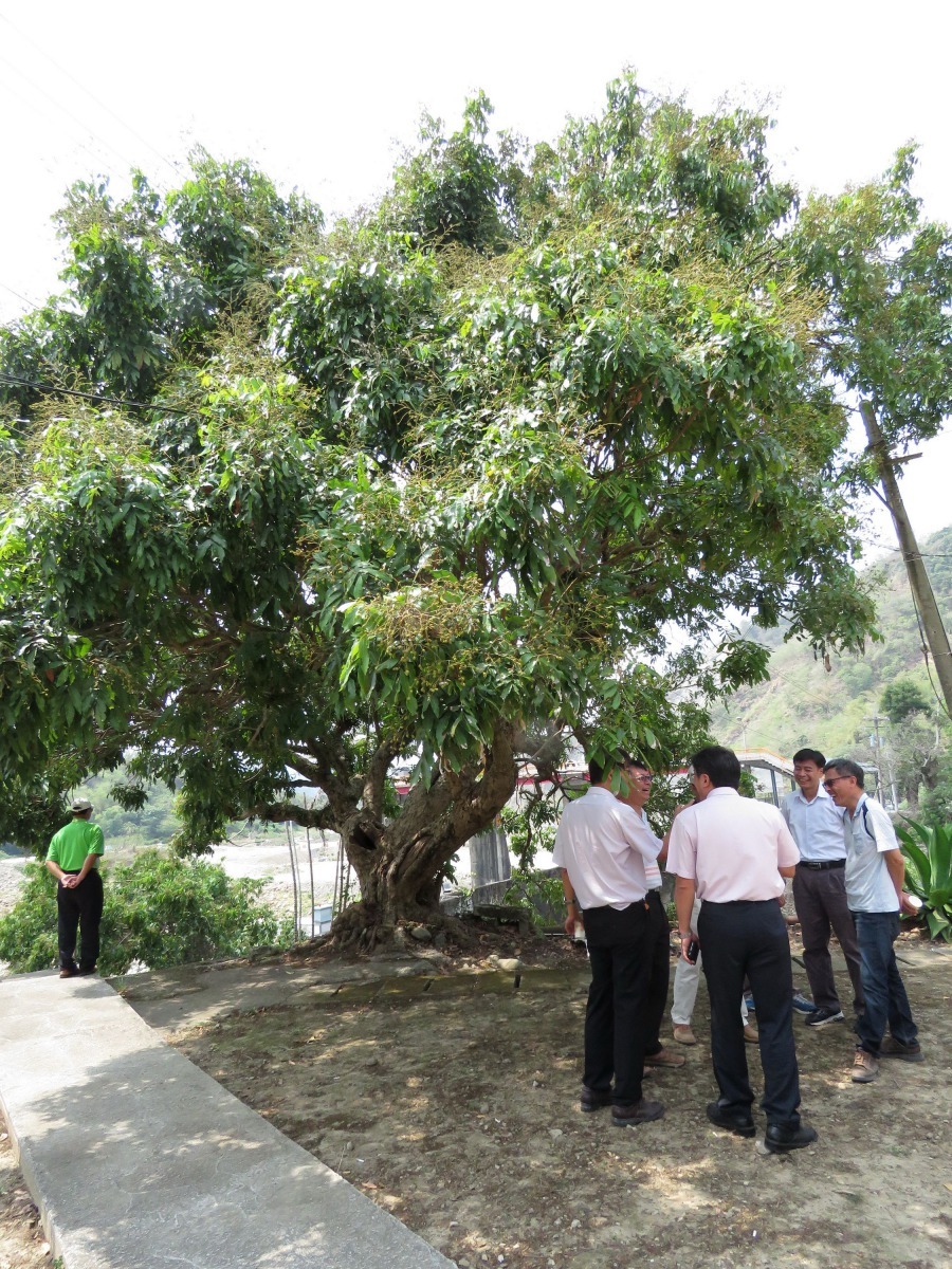 與九重葛同齡的龍眼,果實大都由野生動物享用。高維奇/攝