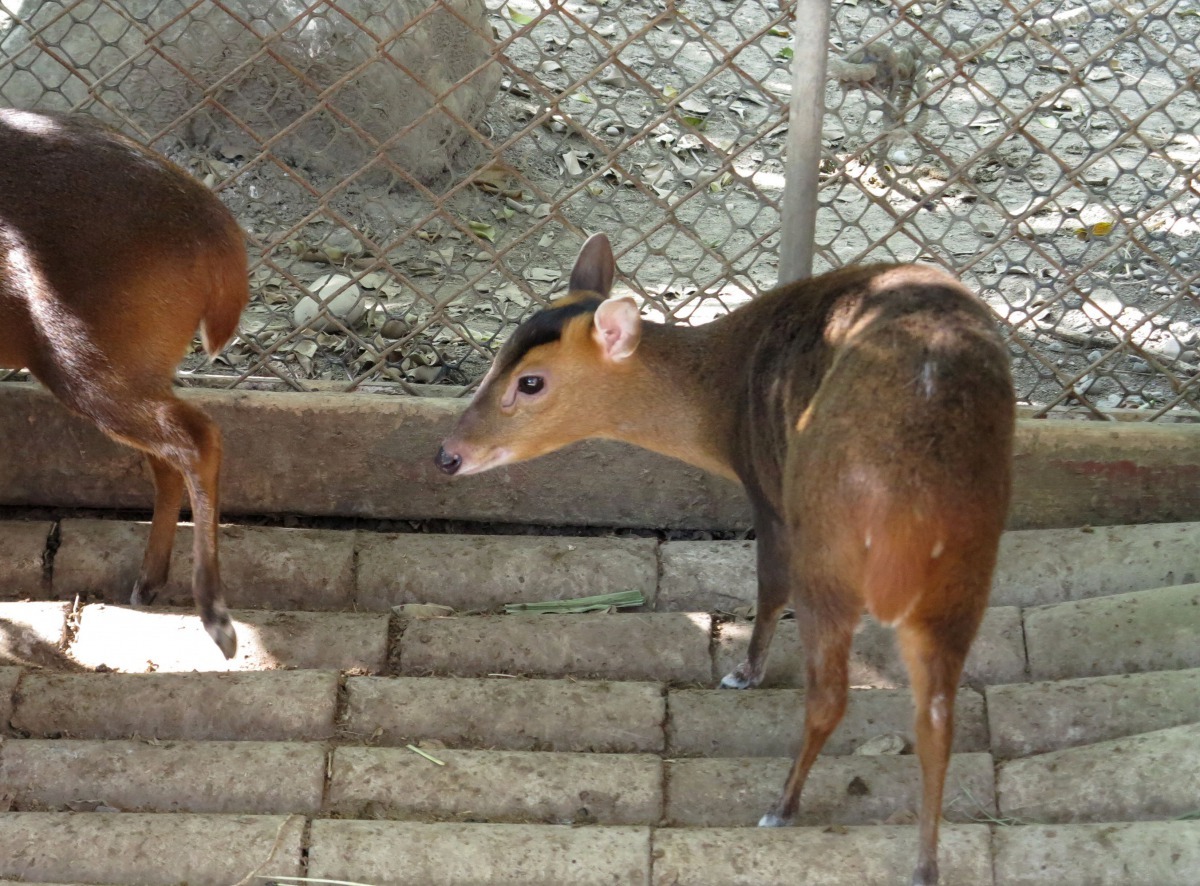 東口工作常有山羌出沒(示意圖，並非東口工作站出現的山羌) 高維奇/攝
