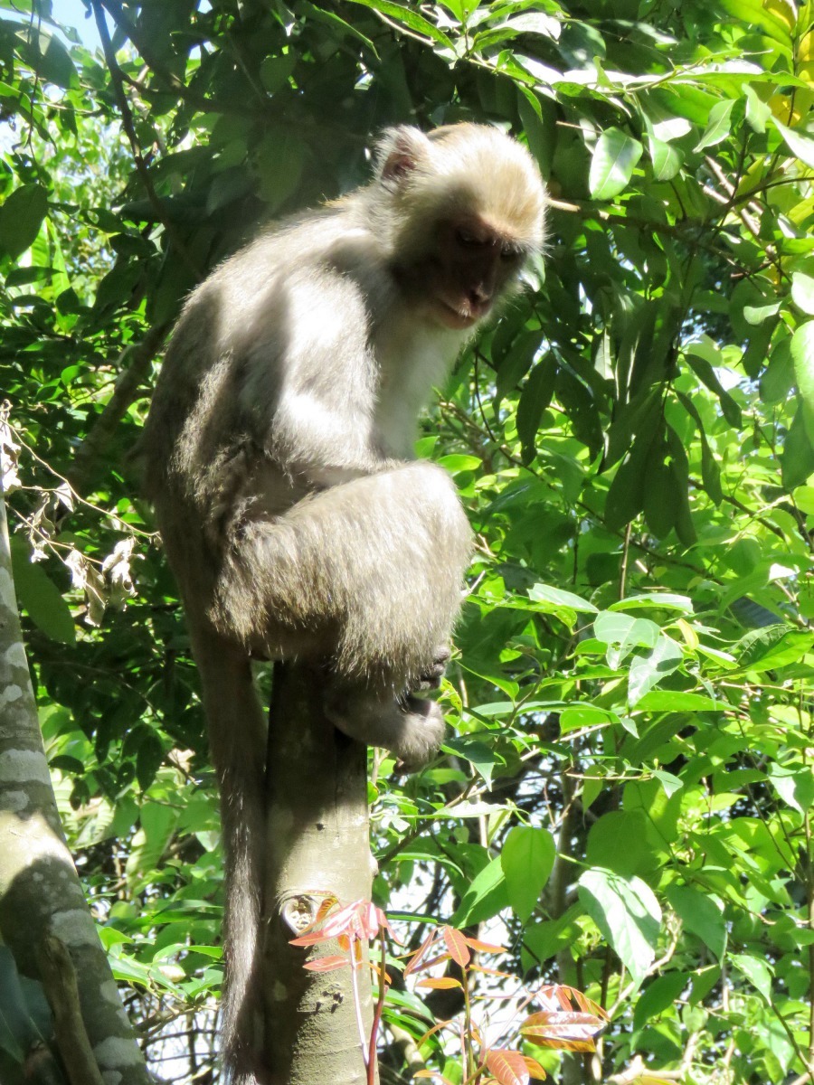 東口工作站的獼猴與工作人員同享果樹的收成(示意圖) 高維奇/攝
