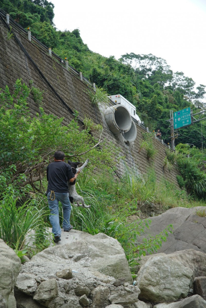 救援隊員以接力方式救援狗狗。新北市動保處/提供