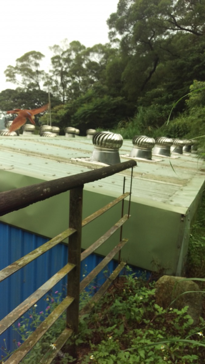 傷癒的赤翡翠日前成功野放，回歸大自然。劉凱/翻攝