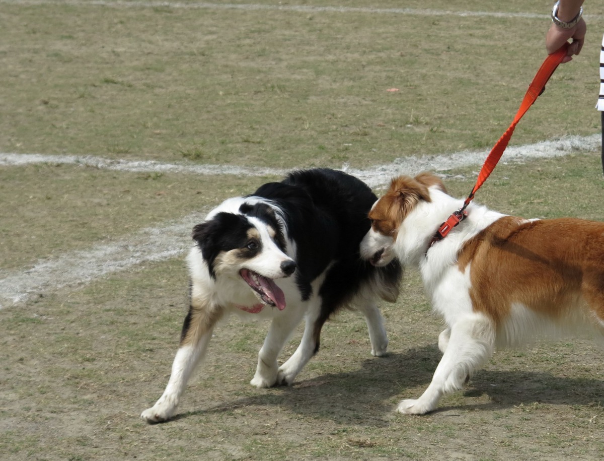 「白腳底」已成為飛盤狗邊境牧羊犬固有的特徵。高維奇/攝