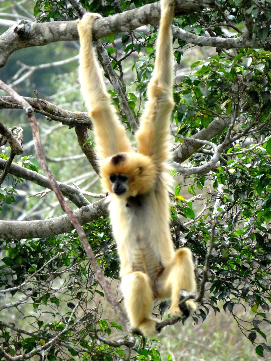 除了野鳥,許多動物生存與樹木息息相關。高維奇/攝