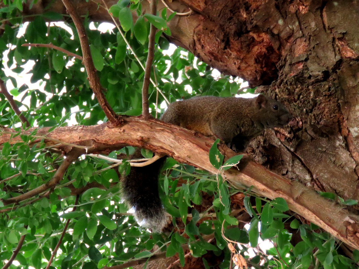 公園大樹上常見的松鼠。高維奇/攝