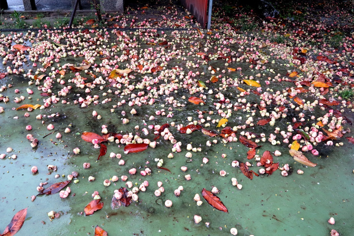 颱風豪雨後得花很多時間清理枝葉落果。高維奇/攝