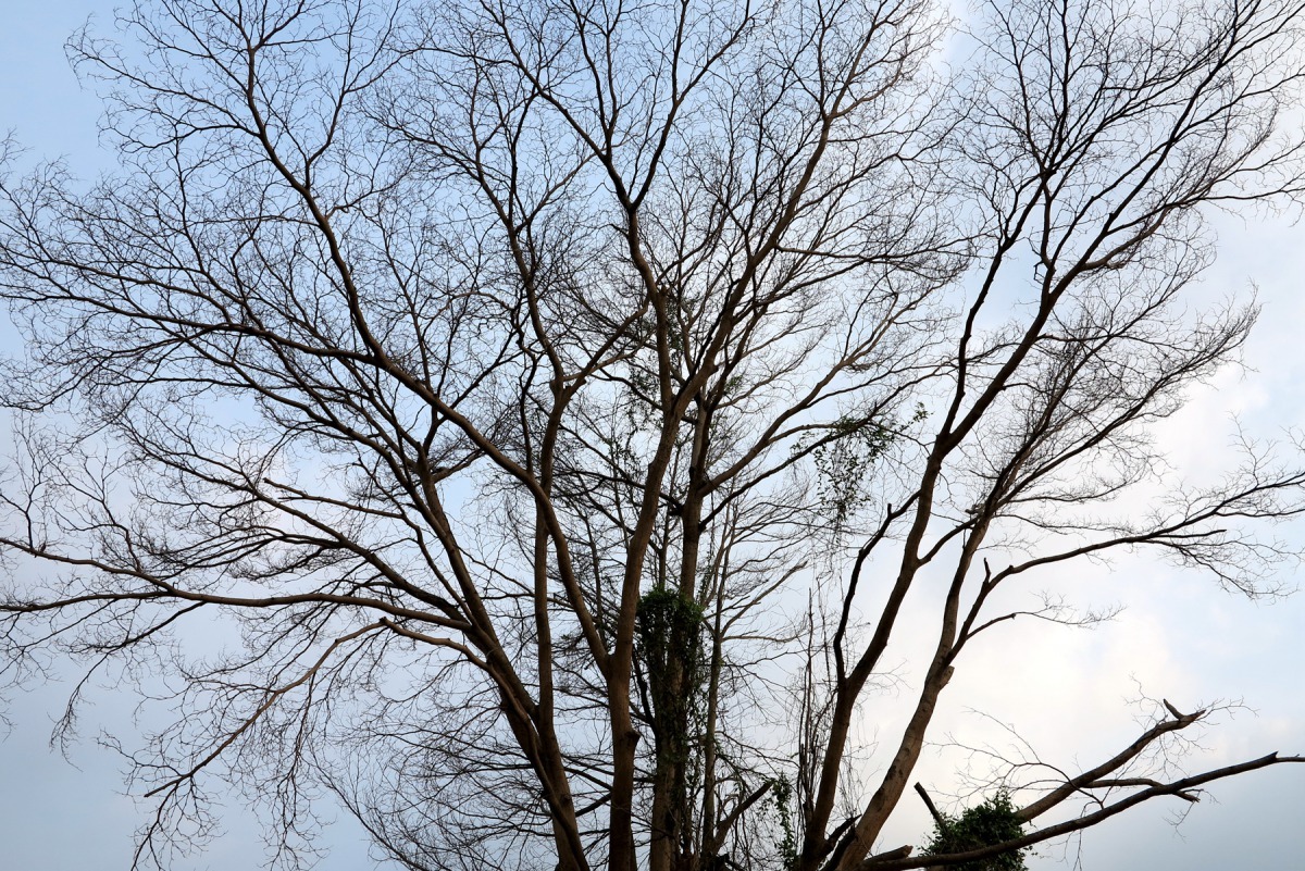 原本種在農田邊的大樹,農民嫌聚集的鳥會吃農作物,索性將之毒死枯萎。高維奇/攝
