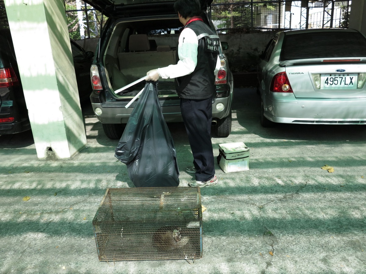 動保處接獲鼬獾咬人或傷亡的通報,隨即前往現場採檢體。高維奇/攝