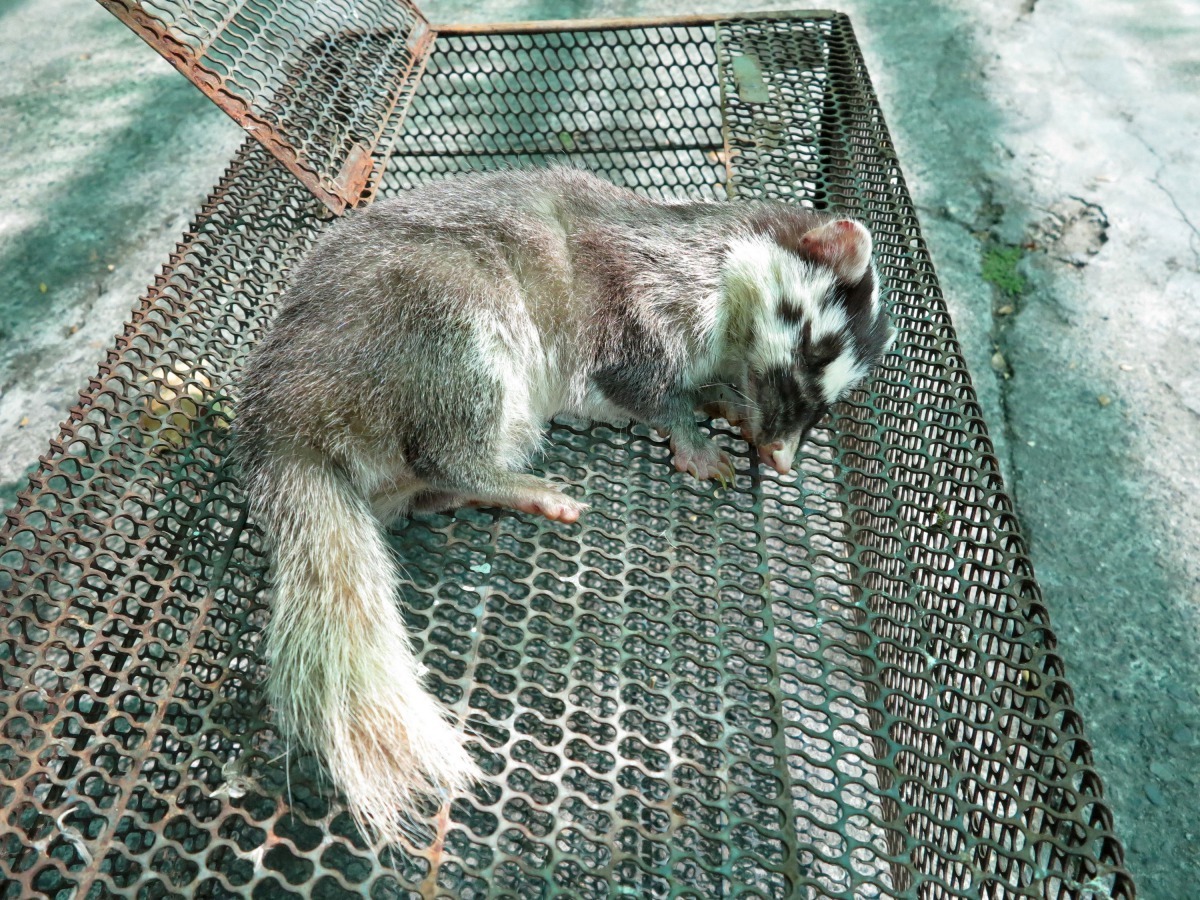 鼬獾是夜行性動物,白天出現幾乎都已感染疾病。高維奇/攝