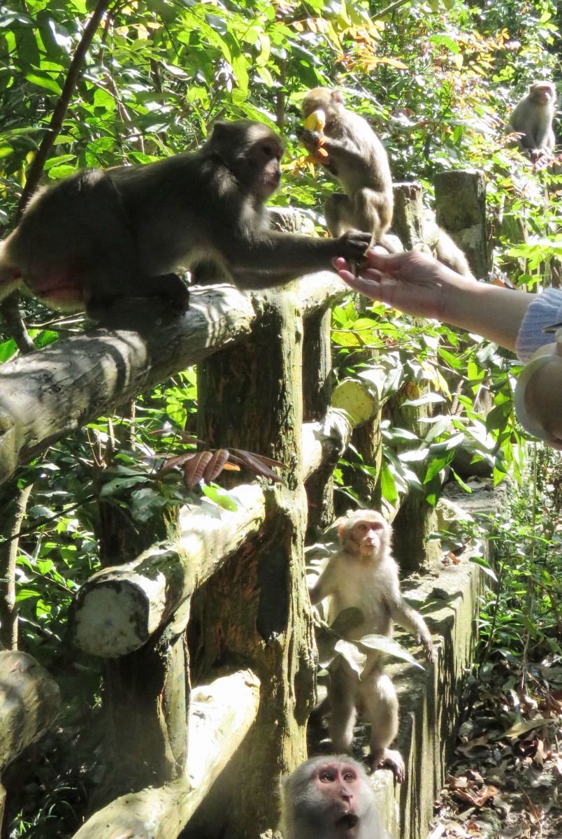 動保處呼籲民眾應提高警覺,避免接觸或驅趕及捕捉野生動物。 高維奇/攝