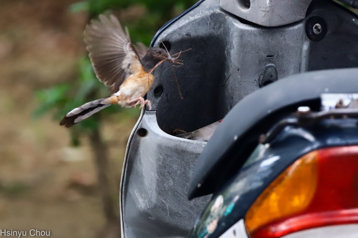 一隻白腰鵲鴝咬著建材在一輛久久沒人騎的前置物箱築巢。圖／周新于提供