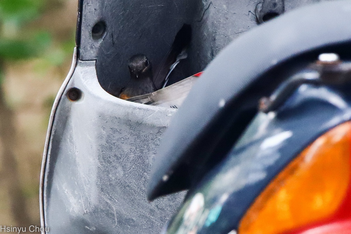 過幾天後白腰鵲鴝不顧人來人往的喧囂，竟也開始孵蛋了。圖／周新于提供