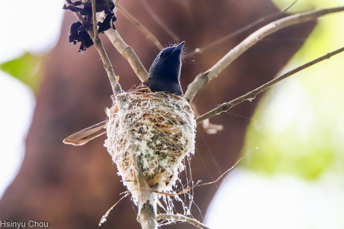 修剪樹枝之前，周新于拍到一隻鳥正在坐巢。 圖／周新于提供