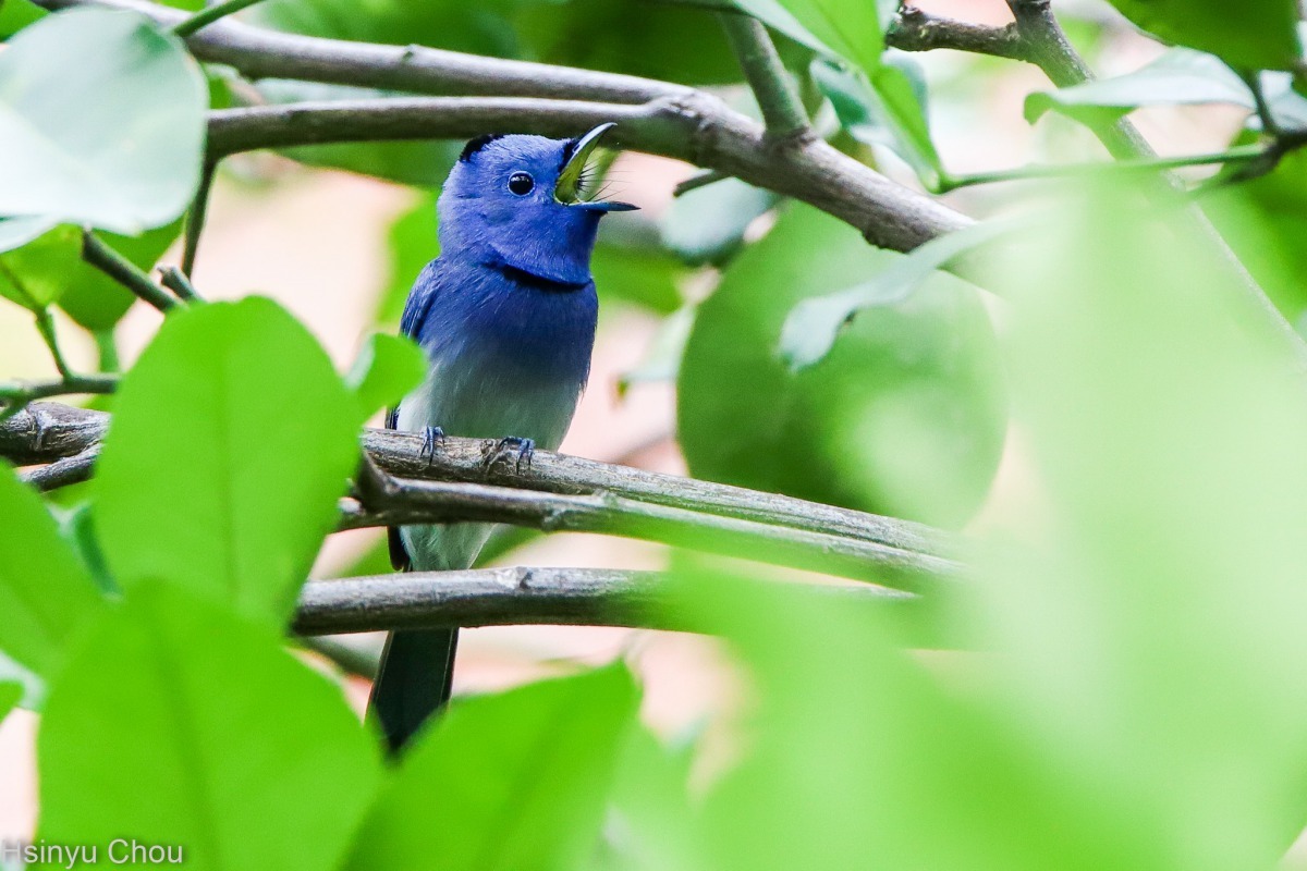 樹枝修剪後巢也不見了，親鳥表情如泣訴。圖／周新于提供