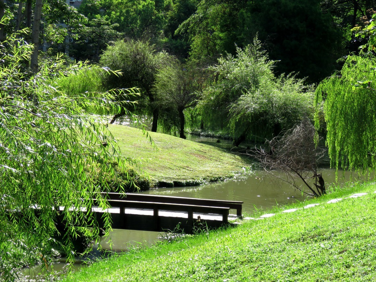 巴克禮公園湖泊及枝狀溝渠水系水源穩定，提供了螺類與水生植物的棲息環境。高維奇／攝