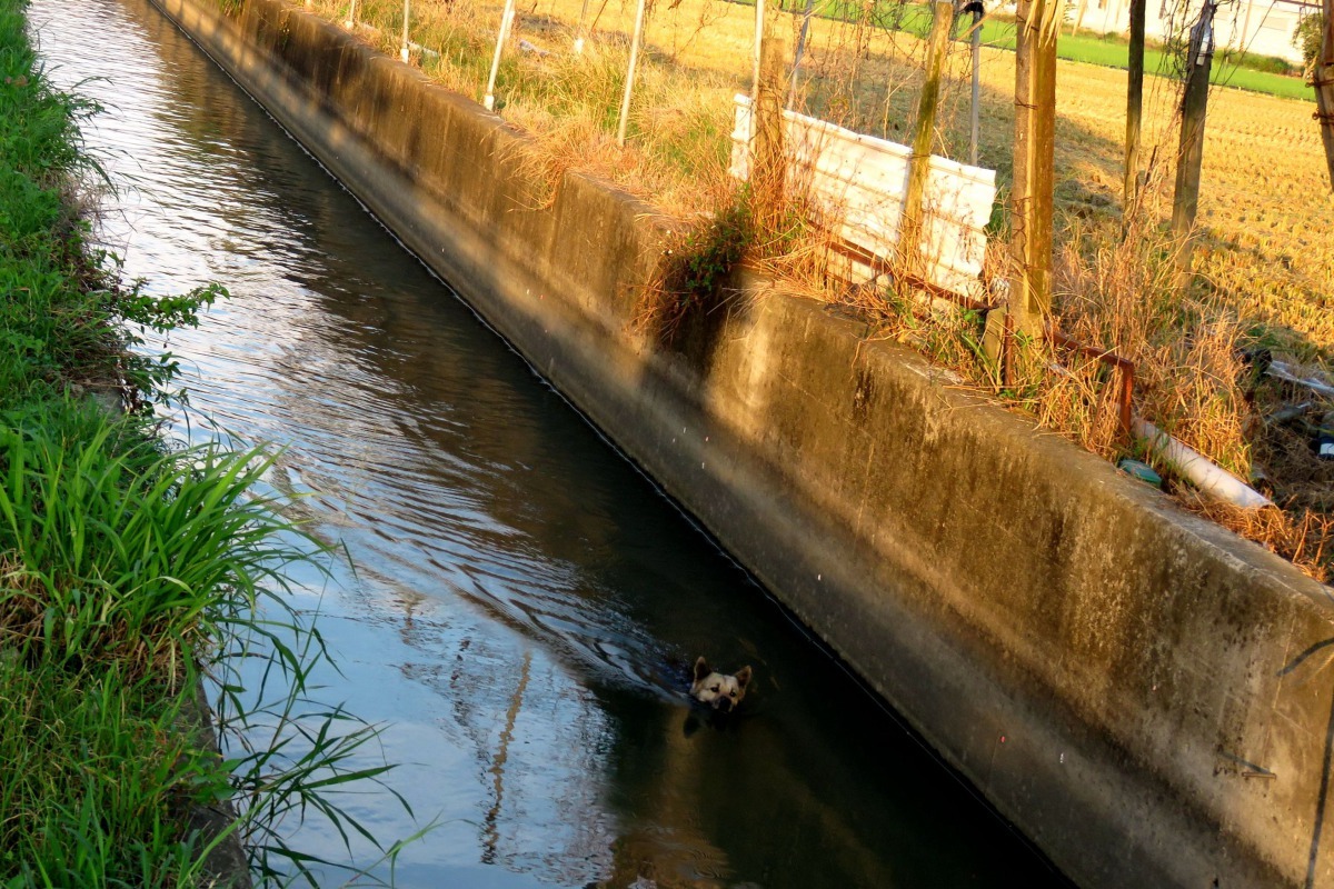 一隻狗掉落台南市永康區西勢里大灣駕訓班前的輸水圳溝。高維奇／攝