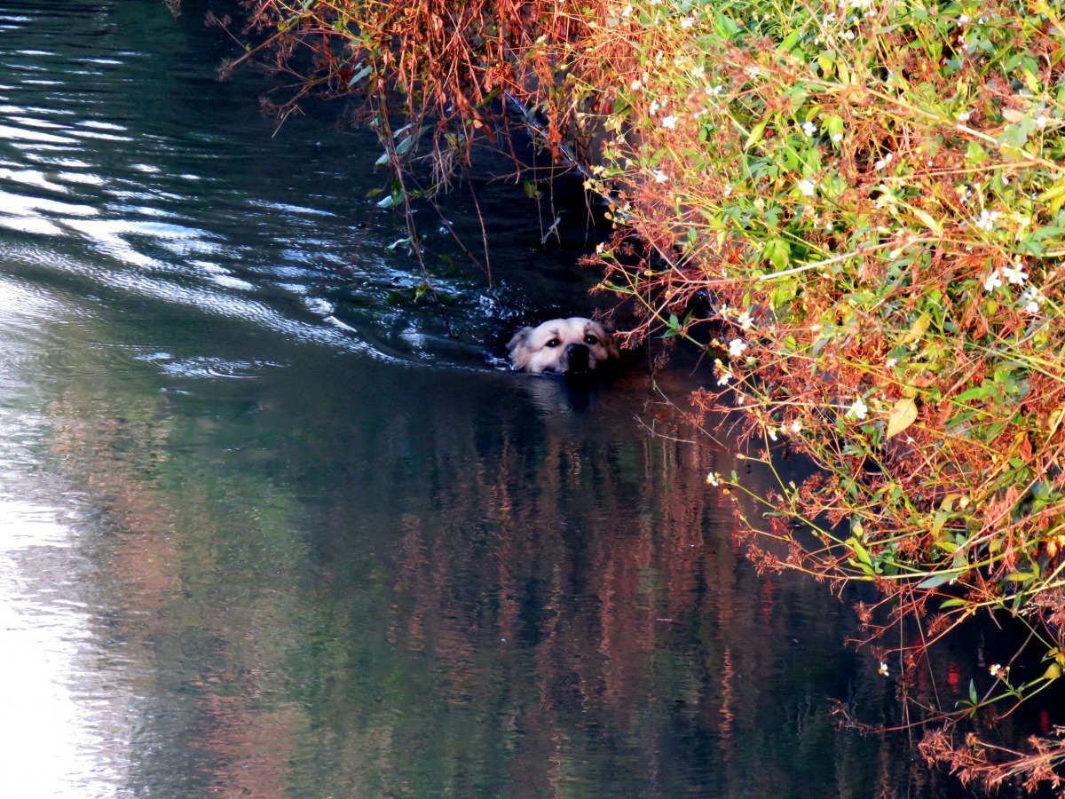 這隻看到溝旁有草，試圖攀附仍無濟於事。高維奇／攝