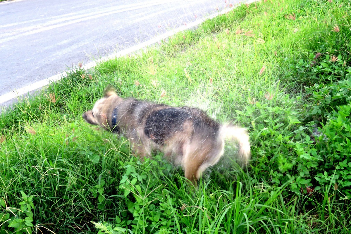 長時間泡水，上岸第一件事就是抖水。高維奇／攝