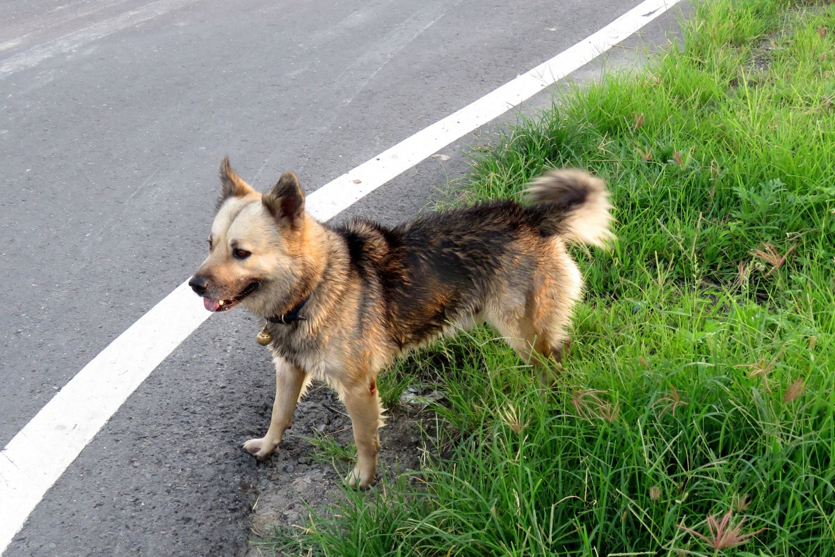 從外表可以研判是一隻家犬，有狗走失的飼主可以到大灣駕訓班附近找找。高維奇／攝