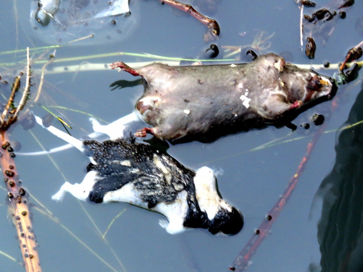 在分水閘門站，常以看到狗、貓、鼠屍體，都是無法上岸而死流到此。高維奇／攝