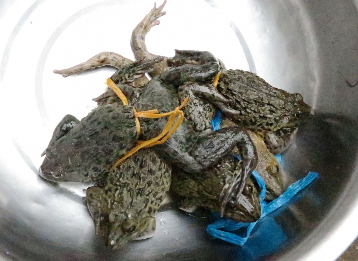 野生虎皮蛙數量銳減，市場賣的多數為人工養殖。高維奇/攝