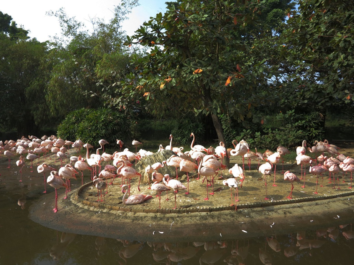 紅鶴是群居鳥類，圖為台南頑皮世界動物園養的紅鶴。高維奇/攝