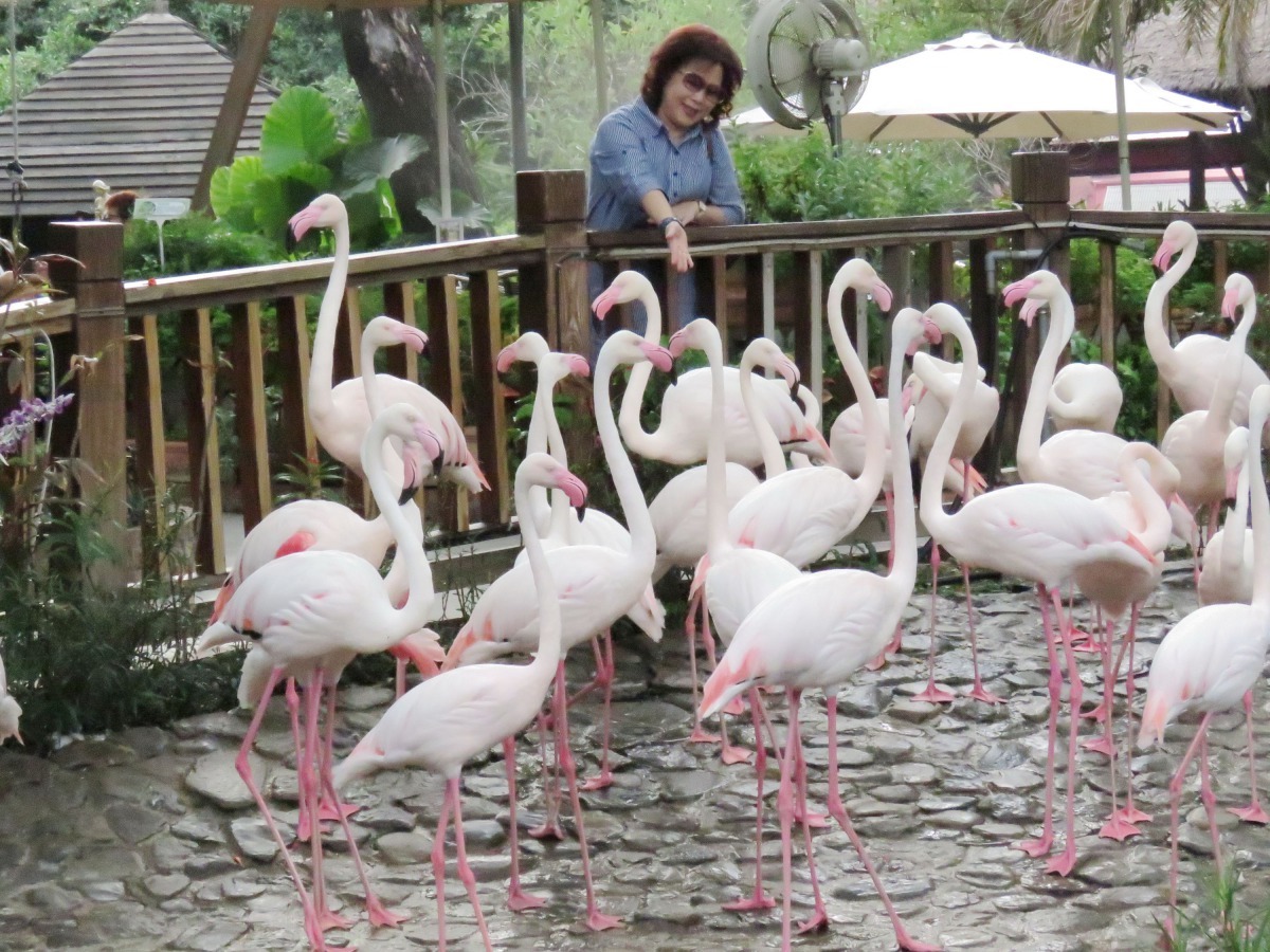 在動物園安逸的環境中已習慣，也相當親近人。高維奇/攝
