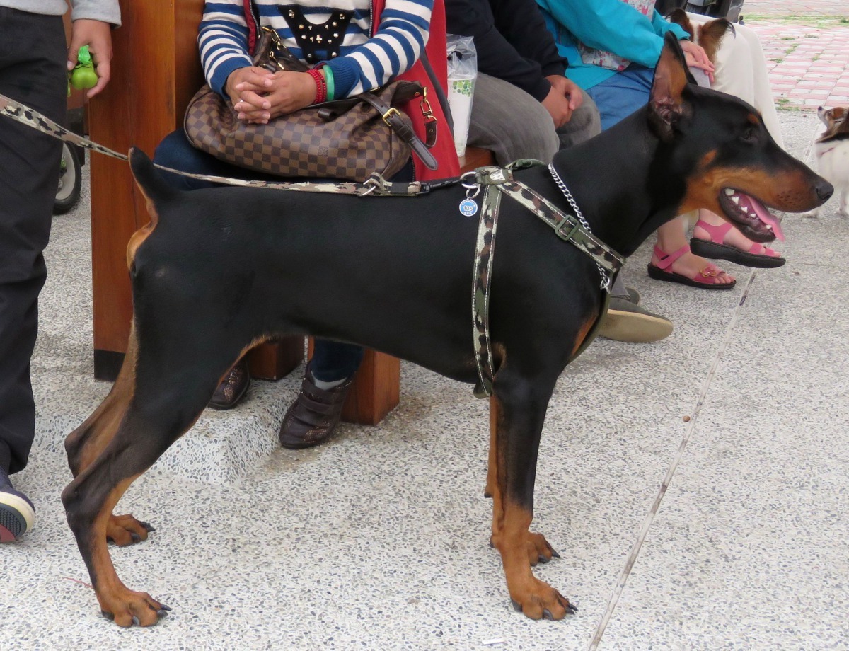 杜賓犬體型緊湊而結構堅固,線條優美顯示出力量、敏捷度、耐力。高維奇/攝