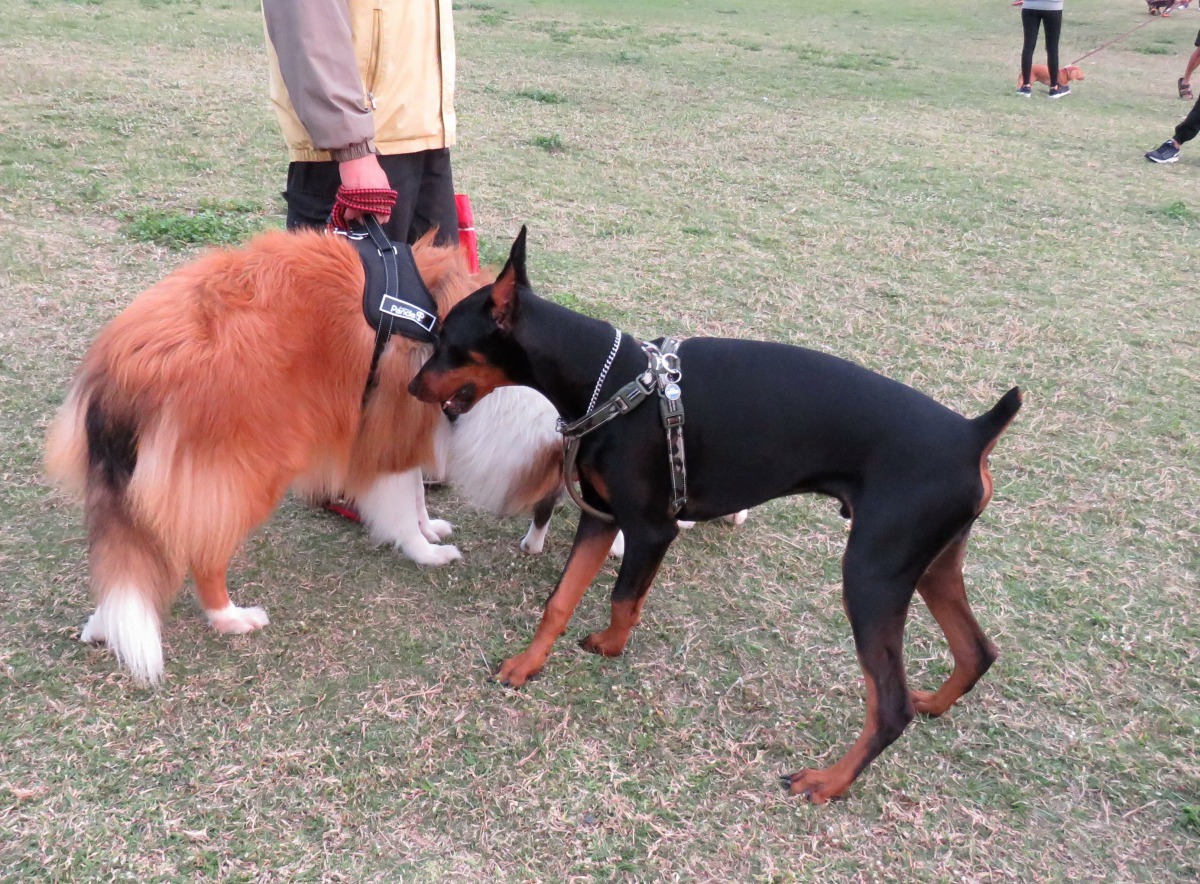 飼主帶著杜賓犬到狗多的場所社會化,以避免其過度神經質。高維奇/攝