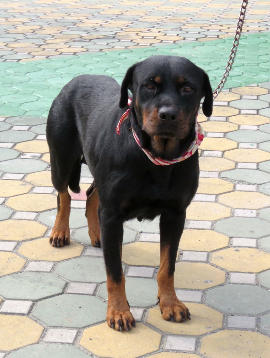 洛威拿是一種平靜、自信而勇敢的犬種。高維奇/攝