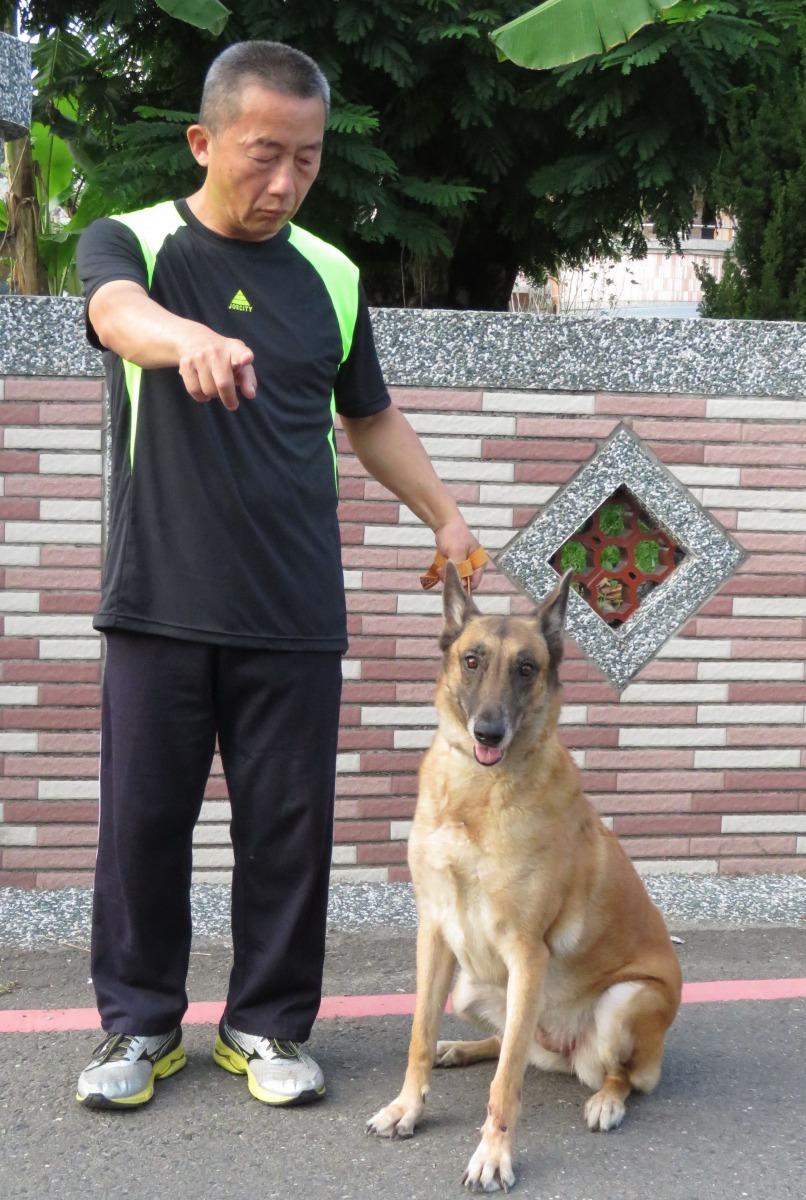 資深犬友陳坤霖養過各種護衛犬種,現在比利時狼犬是他的最愛。高維奇/攝