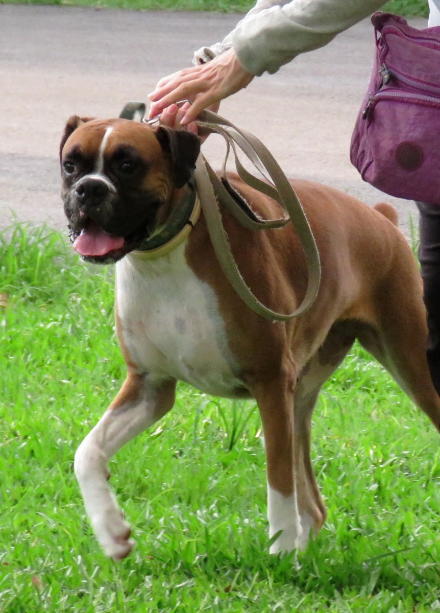 拳師犬俗名「虎頭狗」，也是典型的惡面犬。高維奇/攝