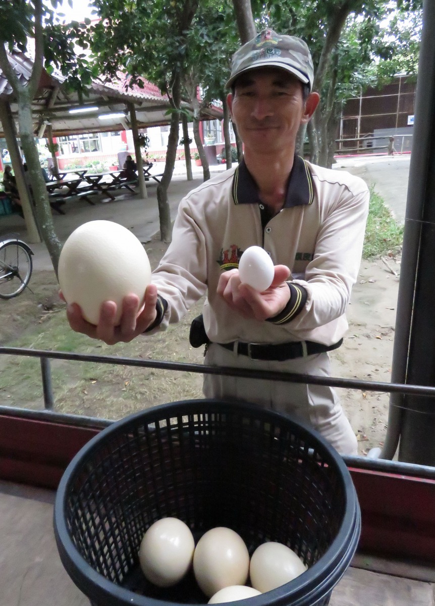 每隻成熟母鴕鳥每年可產下約80顆巨蛋。高維奇/攝
